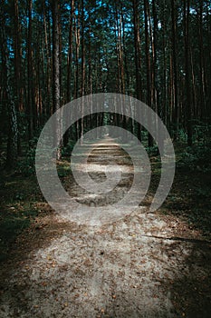 Path through the forest