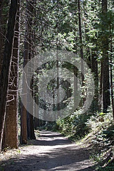 Path and Trail at Wawona Yosemite, California photo