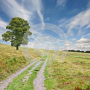 Path with Tree