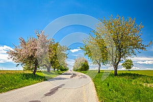 A path through a tree alley in the countryside during a sunny da