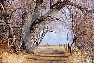 Path Through Tree Arch to Peaceful Beyond
