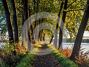 Path through tree trunks in a wood with fallen leaves in autumn sunlight