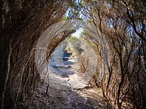 Path through a tree tunnel in Royal National Park in Sydney