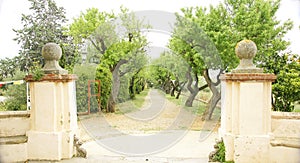 Path with trees in the Buddhist Monastery of El Garraf