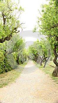 Path with trees in the Buddhist Monastery of El Garraf, Barcelona
