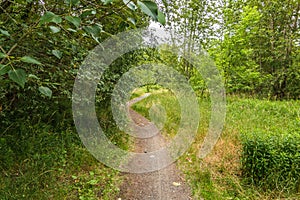 Path between trees and bushes photo