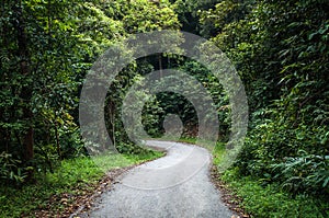 Path between trees and bushes in the forest