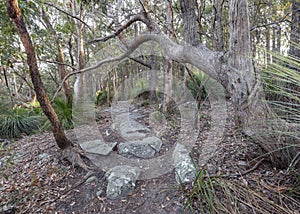path between trees through bushland in bouddi national park nsw central coast in Australia