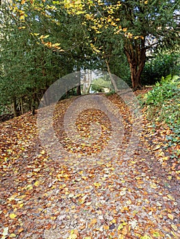 Path through trees covered with fallen autumn leaves