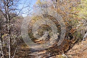 Path between the trees of the ecological park.