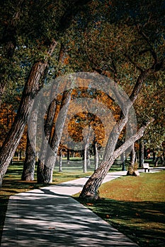 Path among trees in fall photo