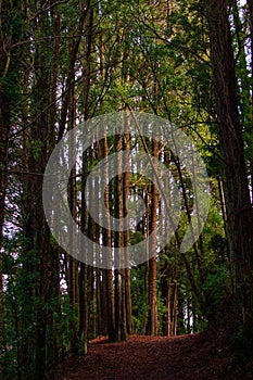 Path between the trees of the forest of Bernardo Philippi park. Puerto Varas. Chili.