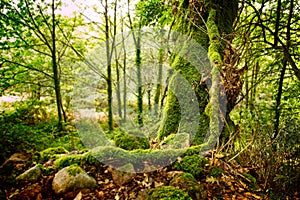 Path, trees and forest on the Camino de Santiago