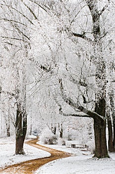 Path through trees with frost