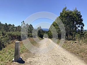 Path among the trees in Galicia where the pilgrims walk in the Camino de Santiago, Spain.