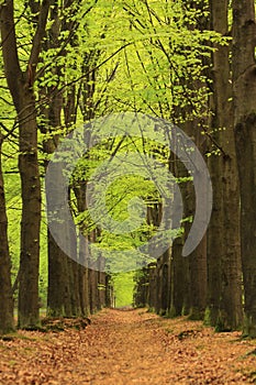 Path with trees with green spring leaves