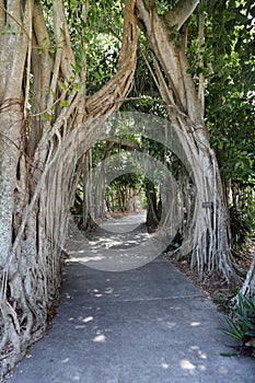 Path through trees, Marie Selby Botanical Gardens, Sarasota, Florida photo