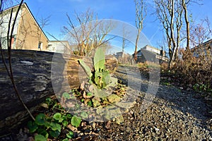 A path among trees and shrubs next to the fence in a fisheye lens from ground level