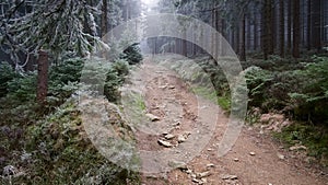 a path with trees on the side of a dirt road winter