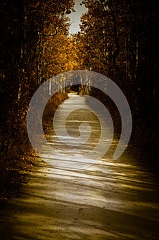 Path through the trees