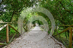 Path between the trees and vegetation