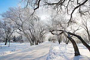 The path and trees in winter landscape