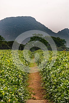 Path trhough tea plantation at Guilin Tea Institure, China