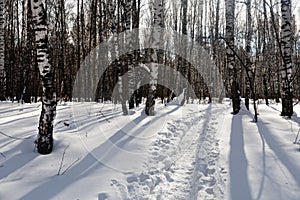 A path trodden in the snow in a birch forest. Winter weekend concept. Walk in the park