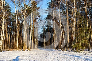 A path trodden in snow and a birch grove in winter