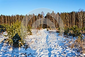 A path trodden in snow and a birch grove in winter