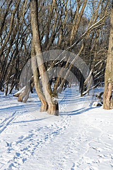 Path trodden in the snow in the winter forest.