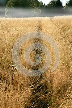 A path trodden in the tall grass in a wild meadow.