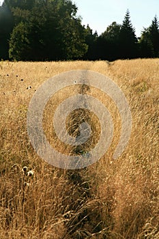 A path trodden in the tall grass in a wild meadow.