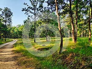 A path in a tropical forest