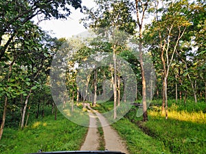 A path in a tropical forest