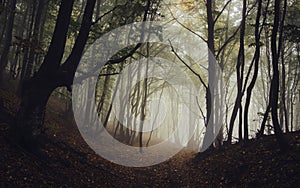 Path trough a dark mysterious forest with fog in autumn