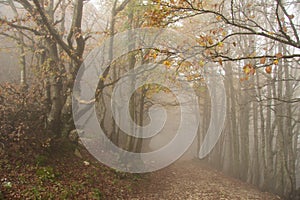 Path trough a forest with fog in autumn