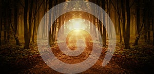 Path trough a magical forest at sunrise