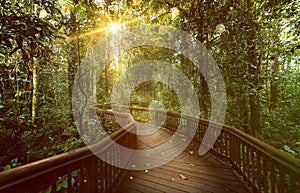 Path trough Rainforest