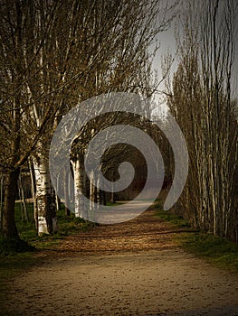 Path trough a strange forest with fog in autumn