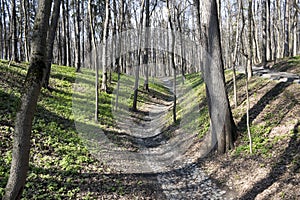 Path trough trees in the park.
