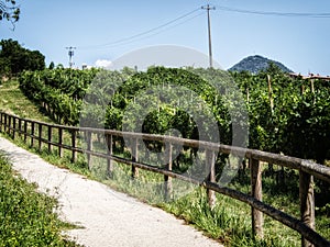 Path trough the vineyards