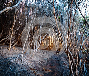 Path through a tunnel made by dry trees towards orange light
