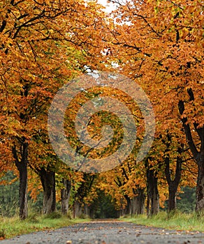 Path through a tunnel of orange autumn trees at a park on a beautiful day