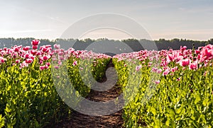 Path between two fields with pink flowering poppies