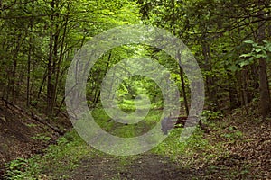 Path Between Two Hills in the Appalachian Mountains