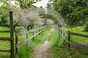 Path between two patures with blooming apple trees