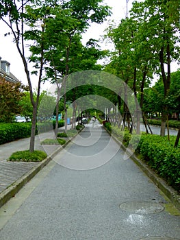 A path through two rows of trees