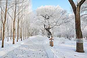 The path in the undefiled fairy tale world in the winter