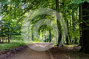 Path under a beech tree in the green forest in Klampenborg, Copenhagen Denmark photo